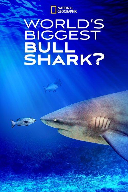 World's Biggest Bull Shark? 2021 official movie poster