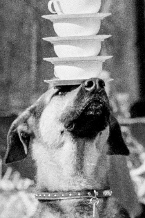 Doggie Chronicle 1959 official movie poster