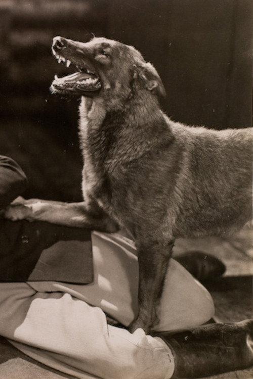 The Hound of Silver Creek 1928 official movie poster