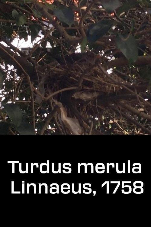 Turdus merula Linnaeus, 1758 2020 official movie poster