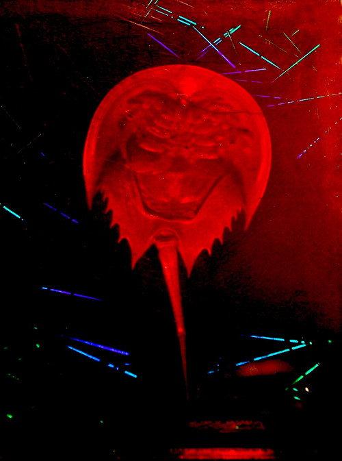 A Horseshoe Crab Story 2023 official movie poster