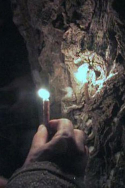 Through the Needles of Coniferous Trees 2012 official movie poster