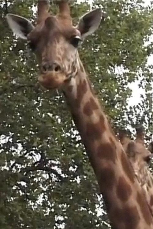 Girafe 1999 official movie poster