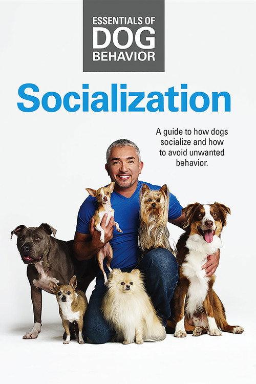 Essentials of Dog Behavior: Socialization 2014 official movie poster