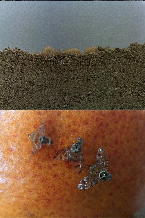 La mosca de las frutas 1971 official movie poster