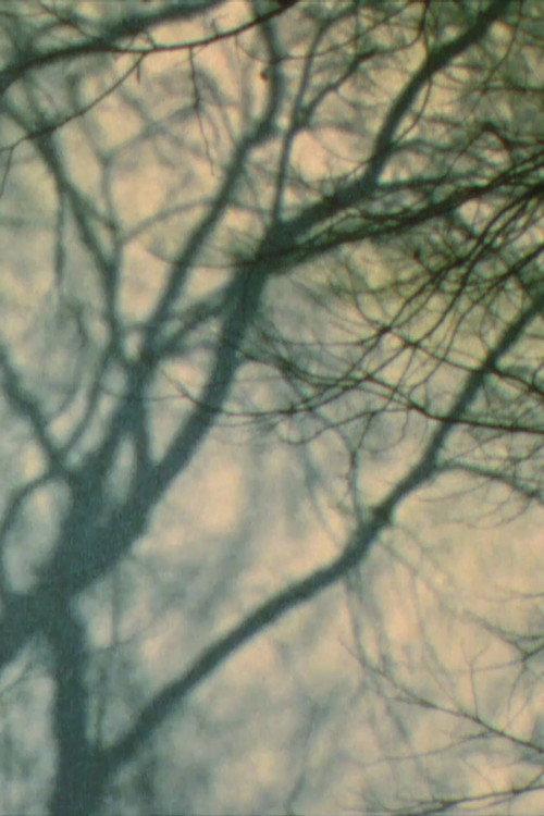 In a Tree’s Shadow II 2011 official movie poster
