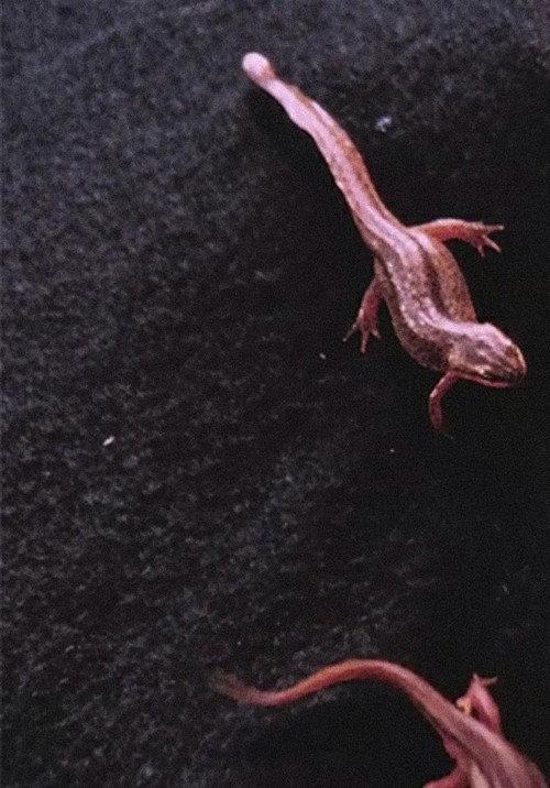 Newt Pauses 2016 official movie poster