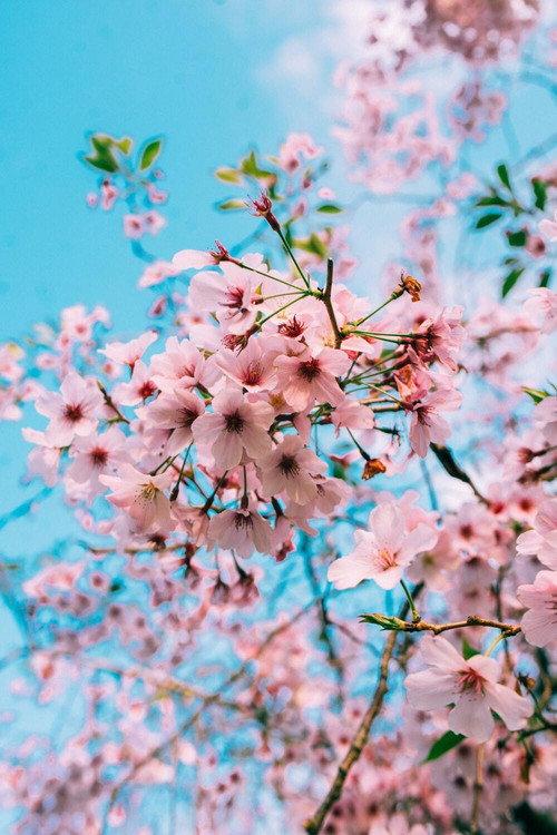 Sakura Genesis 2020 official movie poster