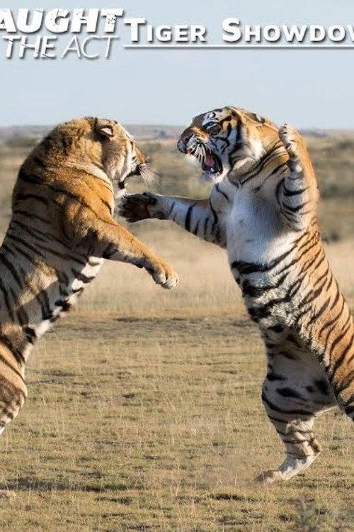 Caught In The Act: Tiger Showdown 2011 official movie poster