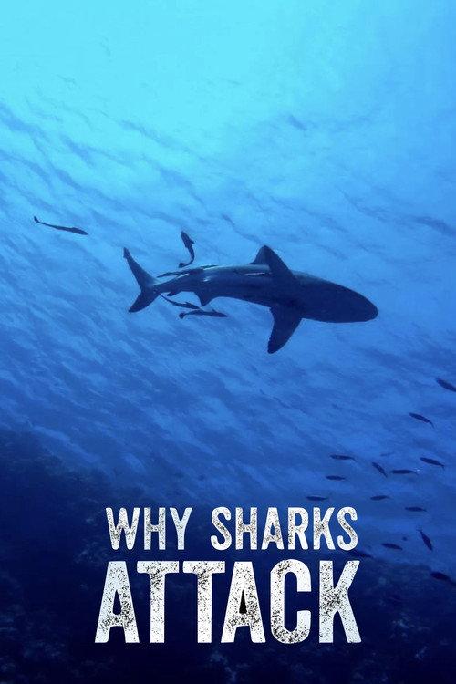 Why Sharks Attack 2023 official movie poster