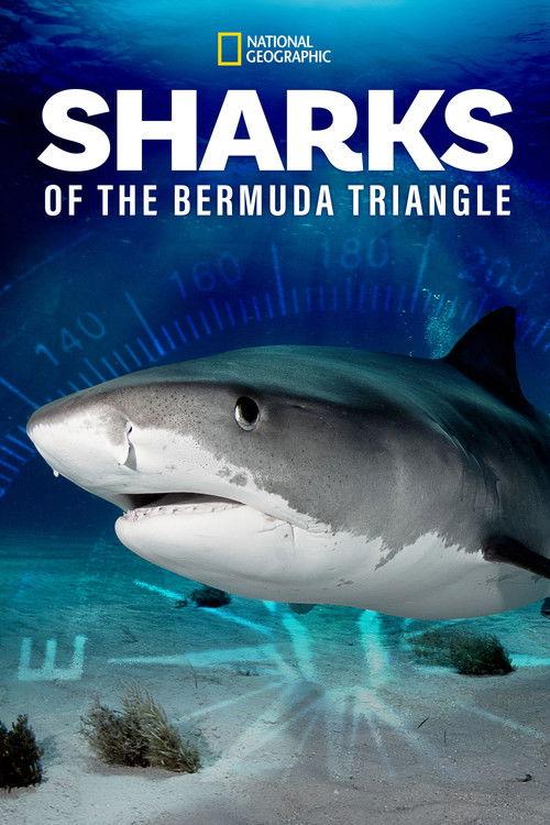 Sharks of the Bermuda Triangle 2020 official movie poster