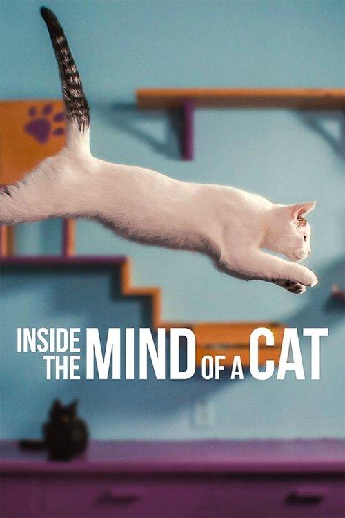 Inside the Mind of a Cat 2022 official movie poster
