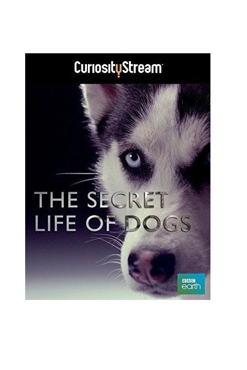 The Secret Life of Dogs 2013 official movie poster