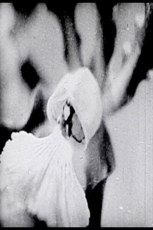 Floral Symphony 1936 official movie poster