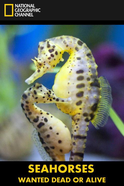 Seahorses: Wanted Dead or Alive 2011 official movie poster