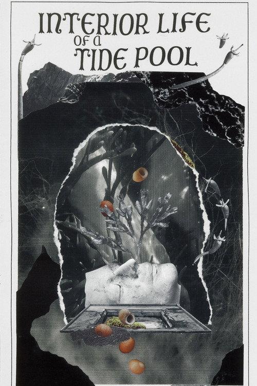Interior Life of a Tidepool 2022 official movie poster