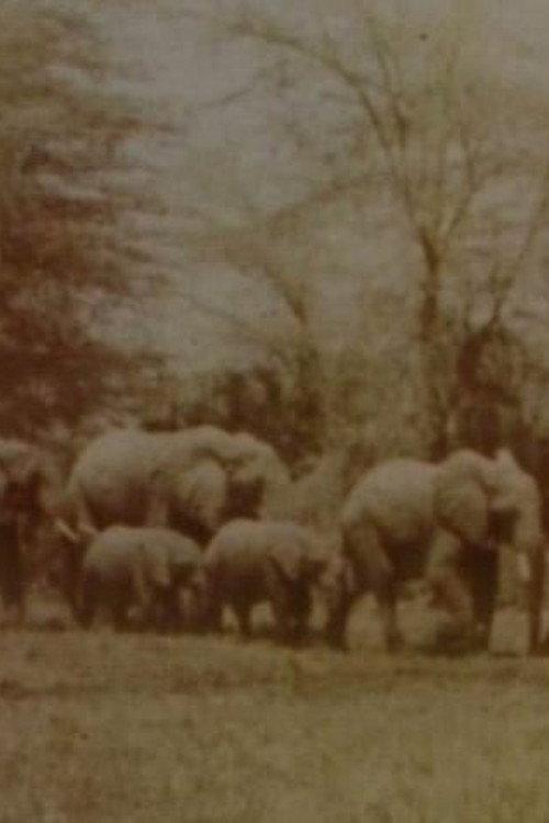 Elephants' Test 2005 official movie poster