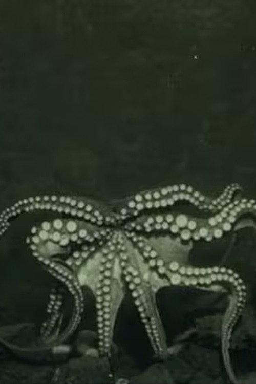 Life in the Deep Sea: Molluscs 1914 official movie poster