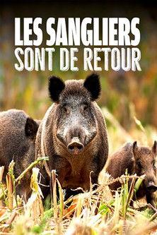Wild Boar: The Comeback 2020 official movie poster