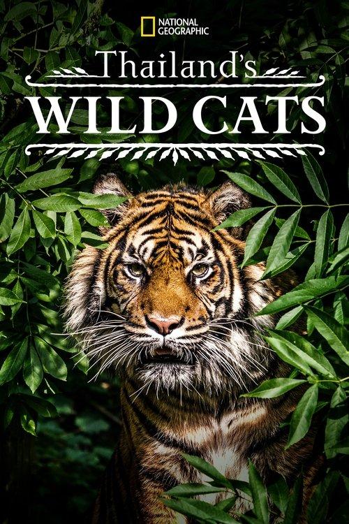 Thailand's Wild Cats 2021 official movie poster