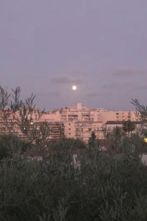 By the Olive Trees and the Moon 2024 official movie poster