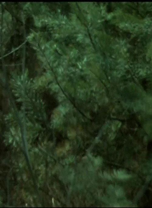 Wald Forest 1984 official movie poster
