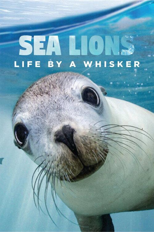 Sea Lions: Life By a Whisker 2020 official movie poster