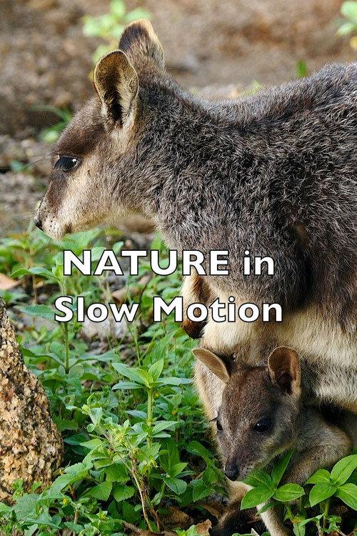 Nature In Slow Motion 2023 official movie poster