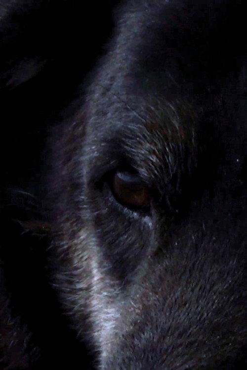 Oso 2024 official movie poster