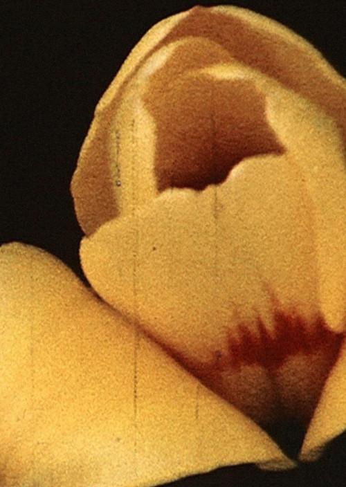 Yellow Hammer 1973 official movie poster