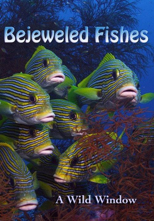Wild Window: Bejeweled Fishes 2016 official movie poster