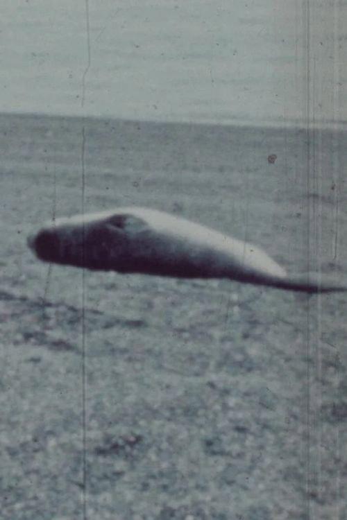Patagonia 1977 official movie poster