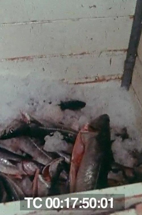 Le poisson commande... 1976 official movie poster