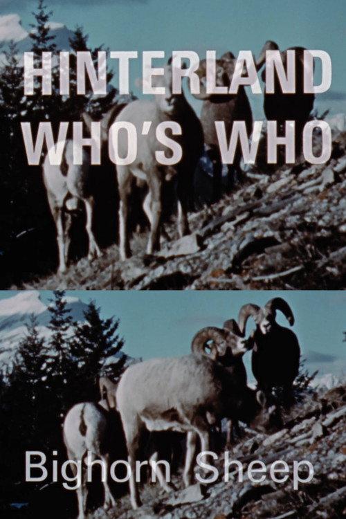 Hinterland Who's Who: Bighorn Sheep 1969 official movie poster