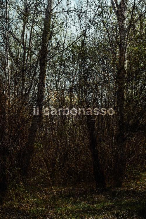 il carbonasso 2021 official movie poster