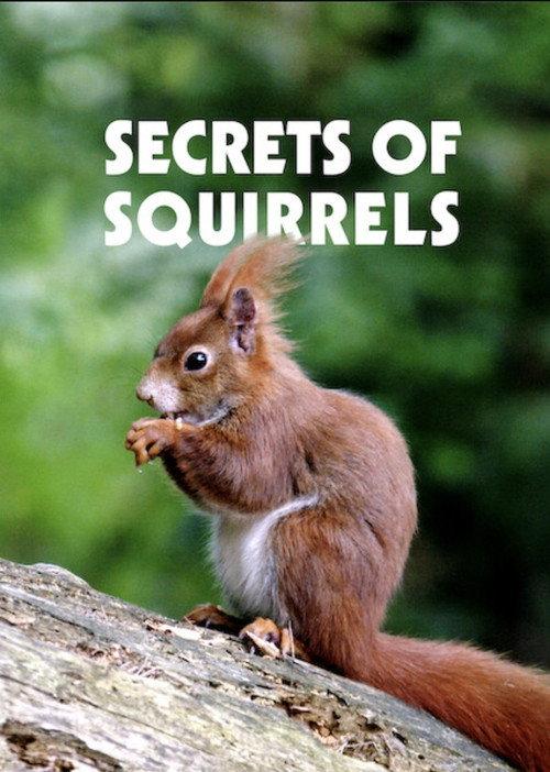 Secrets of Squirrels 2018 official movie poster