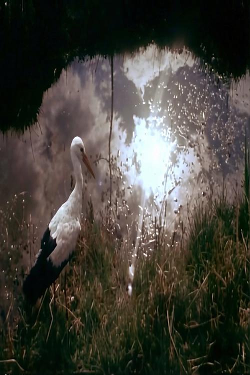 White Storks 1959 official movie poster