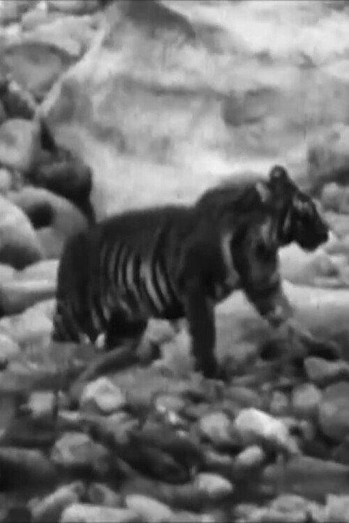 Wandering Tigers in North India 1935 official movie poster