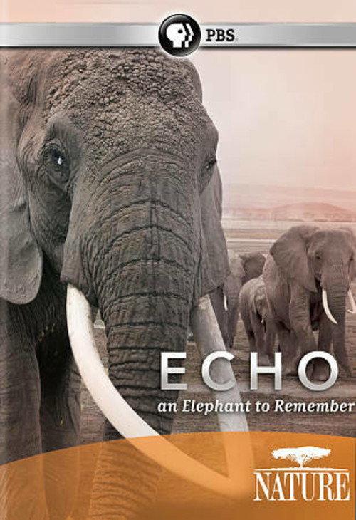 Echo: An Elephant to Remember 2010 official movie poster