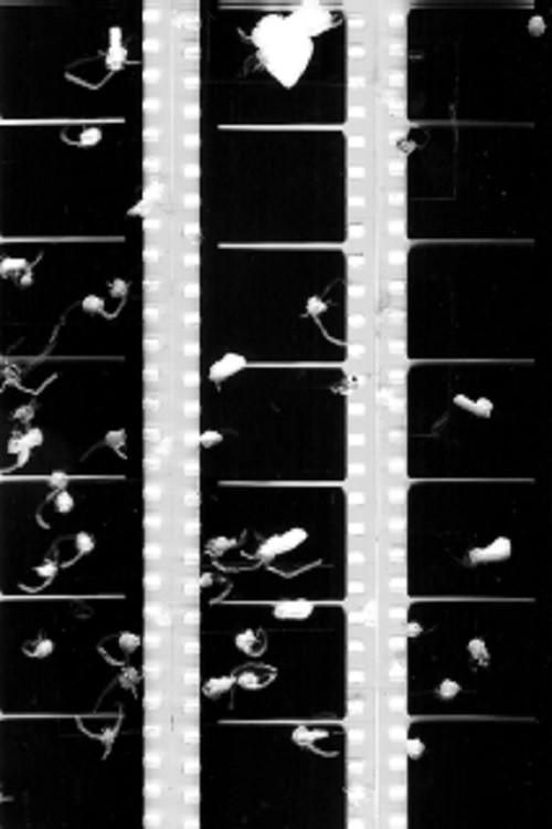 Shot Film 2009 official movie poster