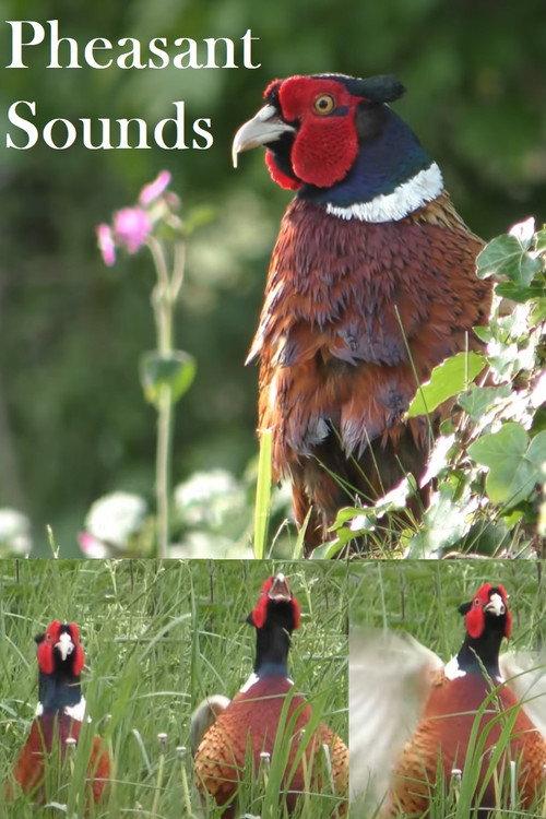 Pheasant Sounds 2022 official movie poster