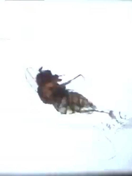 Fruit Flies 2010 official movie poster