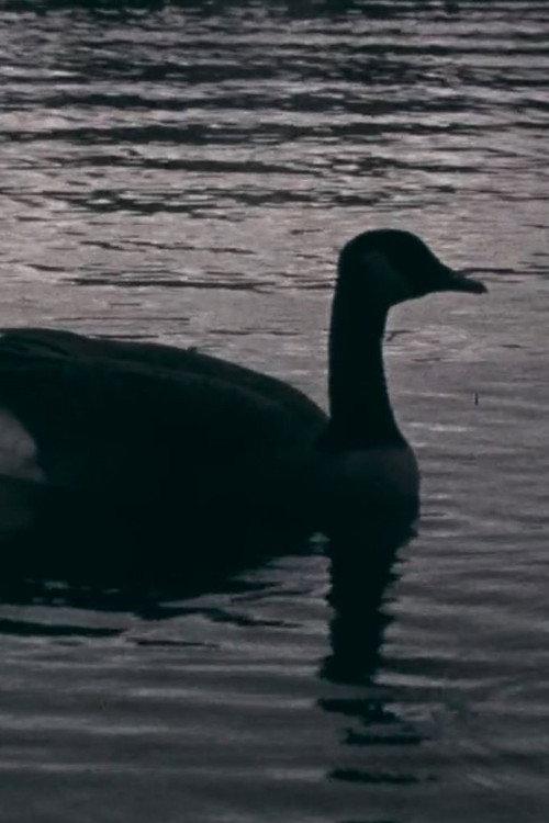 Fowl Play 2018 official movie poster