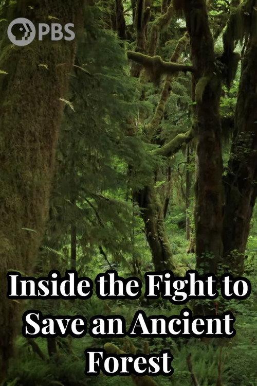 Inside the Fight to Save an Ancient Forest (and the Secrets it Holds) 2021 official movie poster