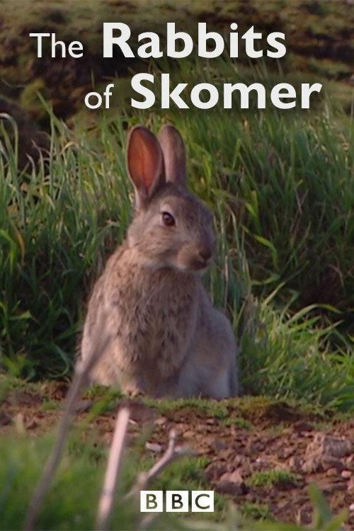 The Rabbits of Skomer 2006 official movie poster