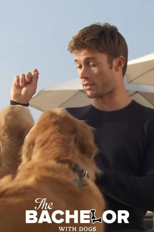 The Bachelor with Dogs and Scott Eastwood 2015 official movie poster
