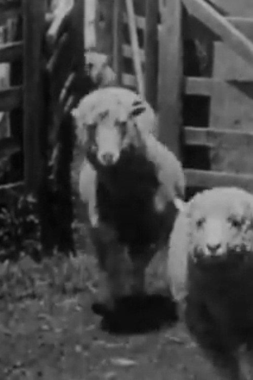 Sheep Coming Through Chute, Humuula Ranch, Hawaii 1906 official movie poster
