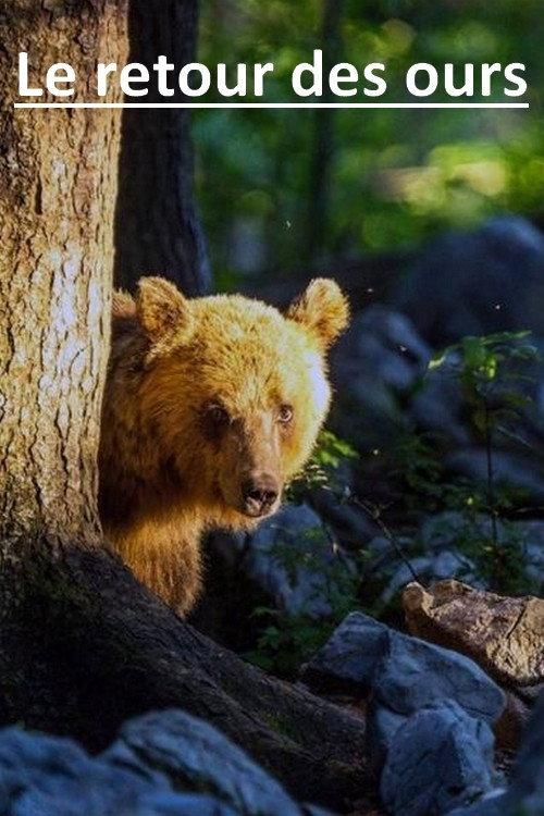 The Return of the Bears 2019 official movie poster