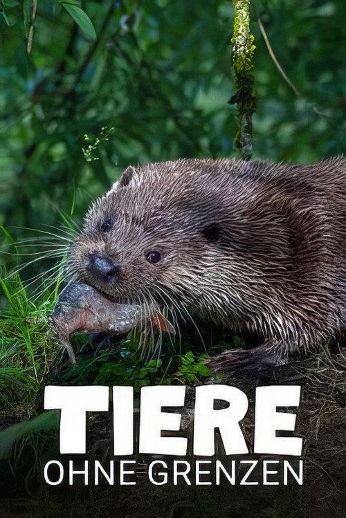 Tiere ohne Grenzen 2024 official movie poster