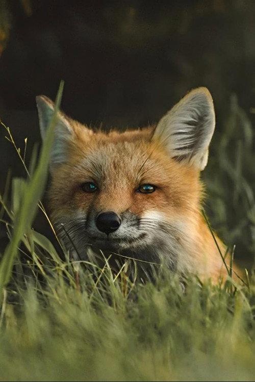 The Fox 1964 official movie poster